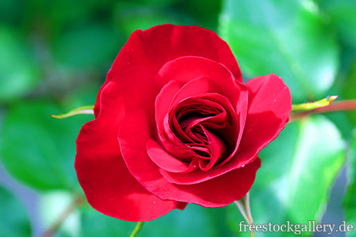 Rote Rose von oben in der Natur - Nahaufnahme