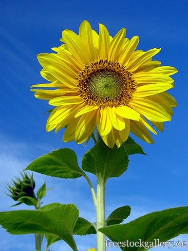 Sonnenblumen mit blauen Himmel im Hintergrund