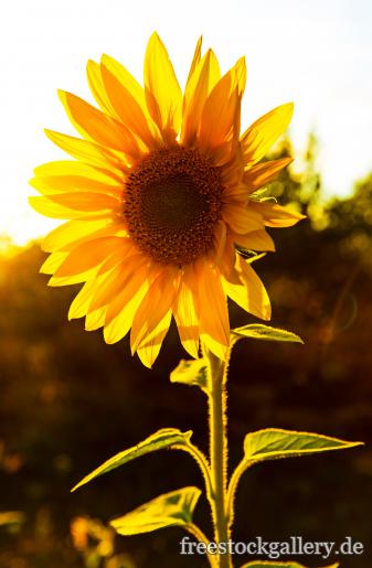 Sonnenblume im Sonnenlicht 