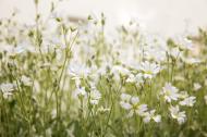 Weiße Blumen auf einer Wiese - kostenlose lizenzfreie Natur Bilder