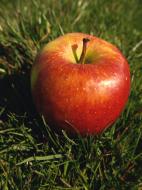 Apfel im Gras - kostenloses Foto Download | freestockgallery.de