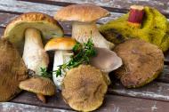 Pilze aus dem Wald - kostenloses Bild | freestockgallery