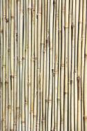 Bambusrohr Wand