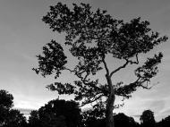 Baum - gratis schwarz-weiÃŸ Foto | freestockgallery