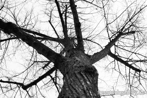 Kahle Äste - Silhouette Baum