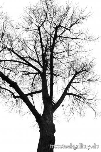 Baum mit kahlen Ã„sten - schwarz-weiÃŸ Bild