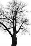 Kahler Baum - kostenlose schwarz-weiÃŸ Bilder | freestockgallery