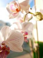  Orchideen Bild zum gratis Download