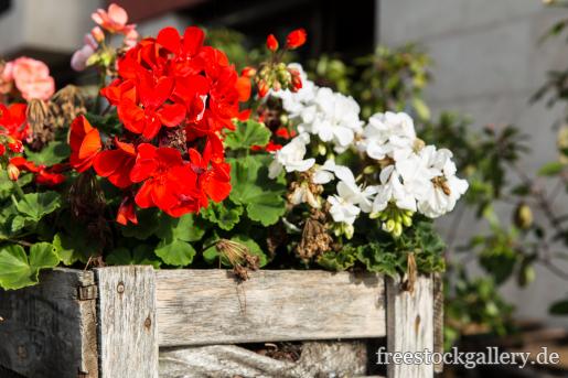 Rote Blumen in einer alten Holzkiste