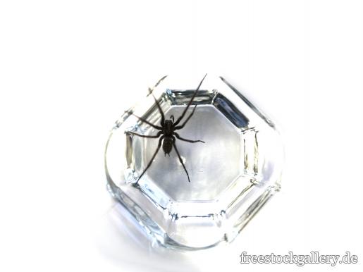 Spinne im Glas gefangen