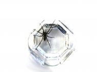 Spinne im Glas gefangen - abstraktes Foto