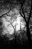 Unheimliche BÃ¤ume im Wald - kostenlose schwarz-weiÃŸ Bilder