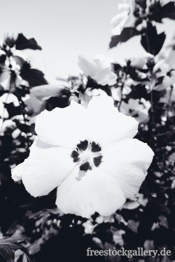 WeiÃŸe Blume 