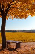 Bank unter einem Baum â€“ Herbst Bild | freestockgallery