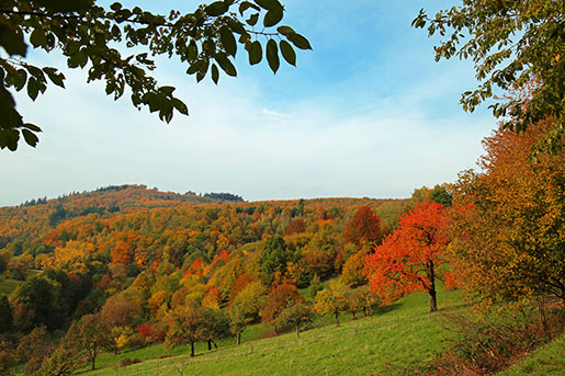 bunte LaubbÃ¤ume  Herbstlandschaft