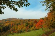 Bunte LaubbÃ¤ume Herbstlandschaft - gratis Foto freestockgallery