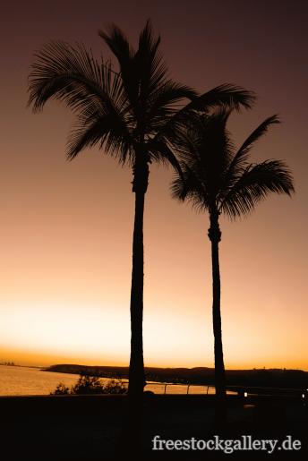 Palmen am Meer beim Sonnenuntergang 