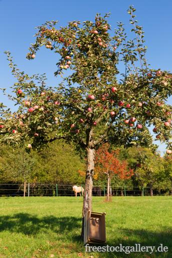 Apfelbaum mit Ã„pfeln in der Natur