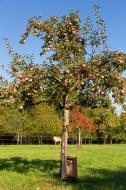 Apfelbaum mit Ã„pfeln