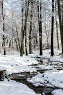 Schneelandschaft mit einem kleinen Bach im Wald - kostenloses Bild