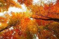 Farbenfrohe BÃ¤ume im Herbst - gratis Bild | freestockgallery