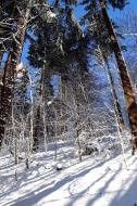BÃ¤ume im Wald mit Schnee - kostenlose Bilder | freestockgallery