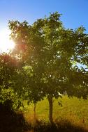 Baum im Sonnenlicht - kostenloses Bild | freestockgallery