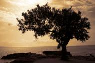 Baum am Meer bei Sonnenaufgang - gratis Foto
