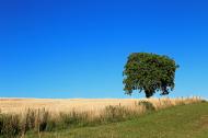 Baum auf einem Feld - gratis Foto | freestockgallery