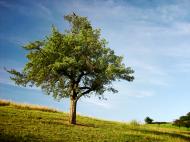 Baum auf einem HÃ¼gel - kostenloses Bild | freestockgallery