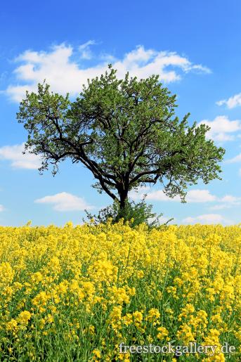 Baum auf einem gelben Rapsfeld 