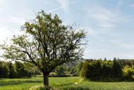 Baum auf freiem Feld - gratis Bild Download | freestockgallery