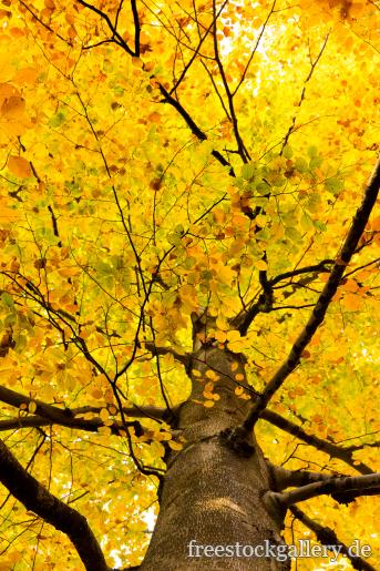 Baum mit gelben BlÃ¤ttern im Herbst