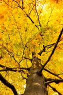 Baum mit gelben BlÃ¤ttern im Herbst - kostenloses Bild