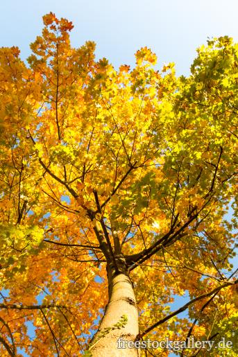 Baum im Herbst mit bunten BlÃ¤ttern