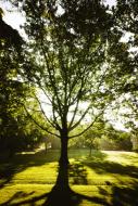 Baum beim Sonnenaufgang - gratis Bild Download | freestockgallery
