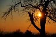 Kahler Baum bei Sonnenuntergang - gratis Foto | freestockgallery
