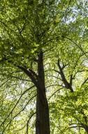 Baum und grÃ¼ne BlÃ¤tter - gratis Foto zum Download