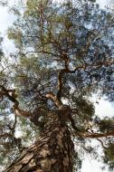 Baum von unten - kostenlose Bilder download | freestockgallery