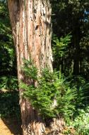 Baumstamm Baumrinde Nadelbaum - kostenlose Fotos und Bilder