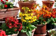 Blumen im Topf drauÃŸen - gratis Foto | freestockgallery
