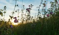 Blumen und GrÃ¤ser auf einer Wiese beim Sonnenuntergang - gratis Foto