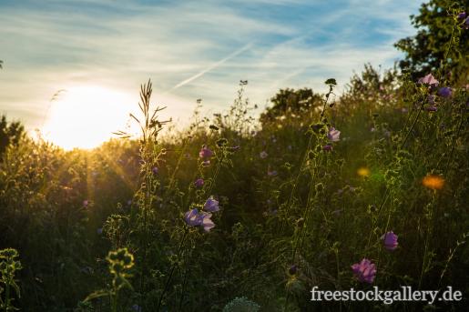 Blumenwiese bei Sonnenaufgang - Natur