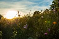 Blumenwiese bei Sonnenaufgang - gratis Bild zum Download