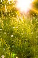 Blumenwiese im Sonnenaufgang - kostenlose Bilder | freestockgallery