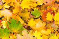 Bunte BlÃ¤tter im Herbst - kostenloses Bild | freestockgallery