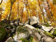 Felsen und Steine im Wald
