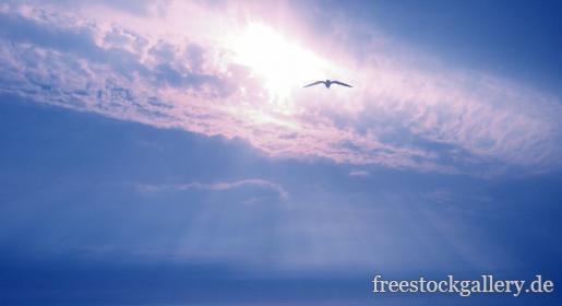 Freiheit - MÃ¶we fliegt in den Himmel, der Sonne entgegen