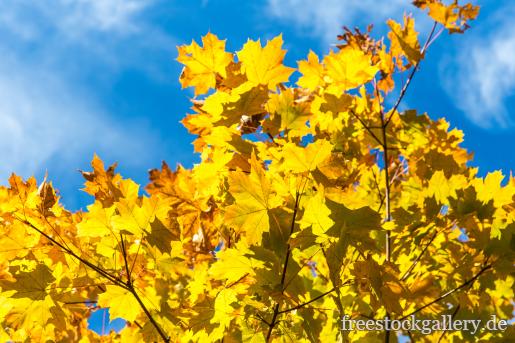 gelbe AhornblÃ¤tter im Herbst