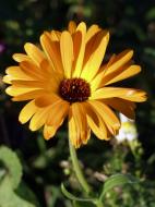 Gelbe Blume - Kostenloses Bild zum Download